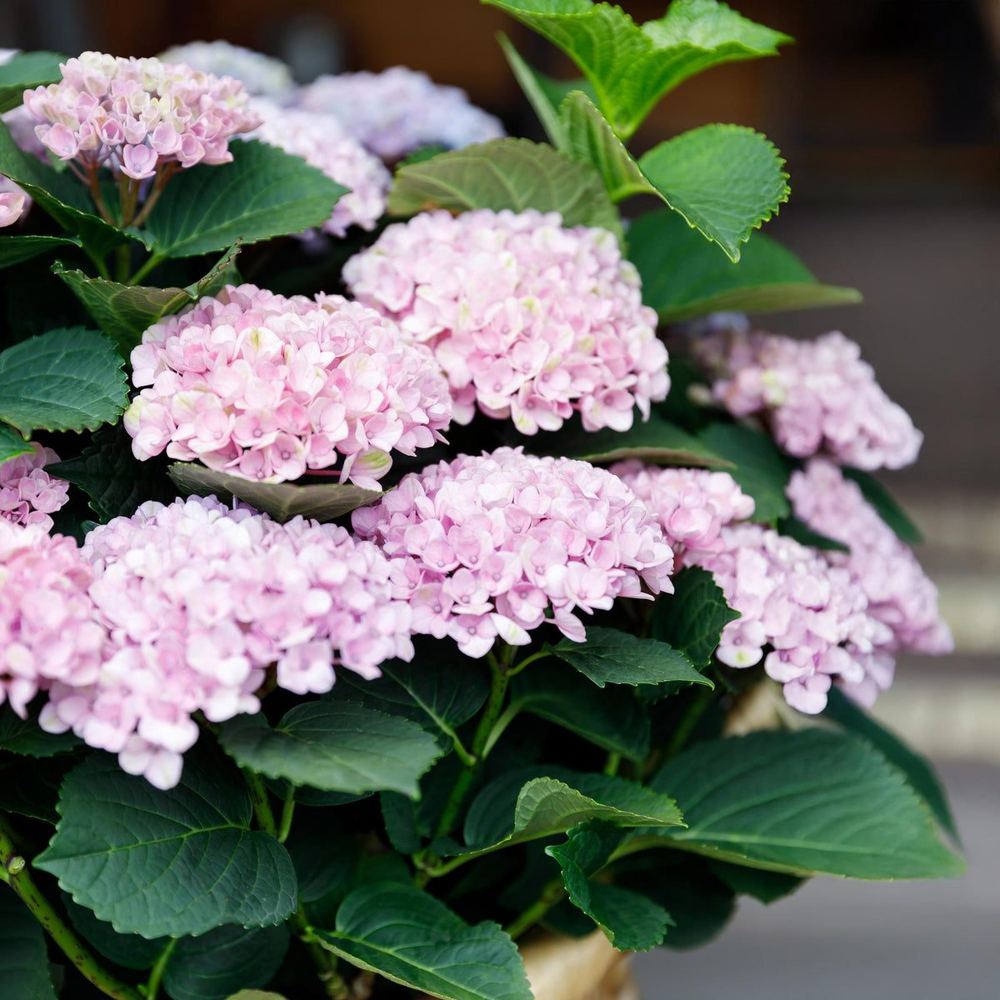 Hydrangea macrophylla 'Magical Revolution Pink'