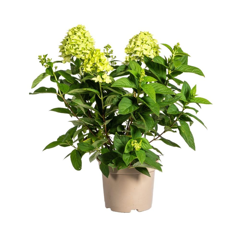 Hydrangea paniculata 'Limelight'