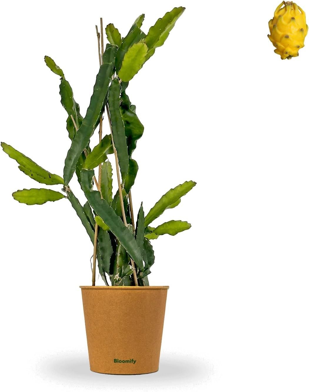 Hylocereus costaricensis