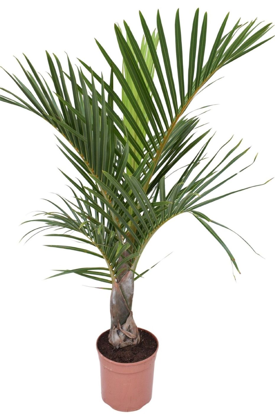 Hyophorbe verschaffeltii