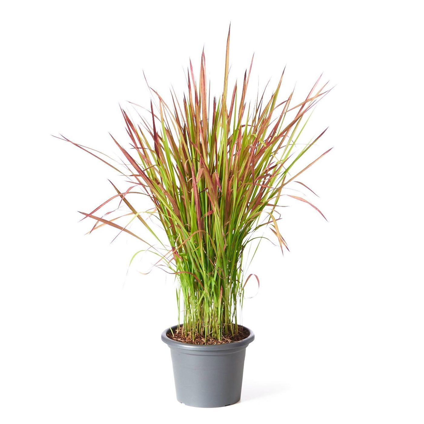 Imperata cylindrica