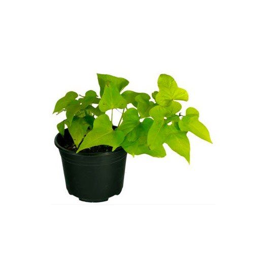 Ipomoea batatas 'Marguerite'