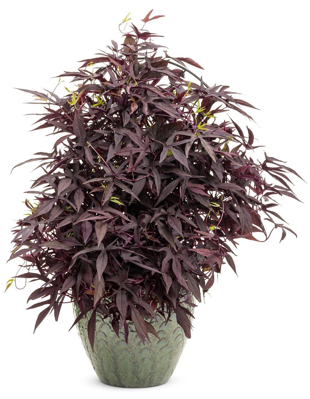 Ipomoea Batatas 'Sweet Caroline Red'
