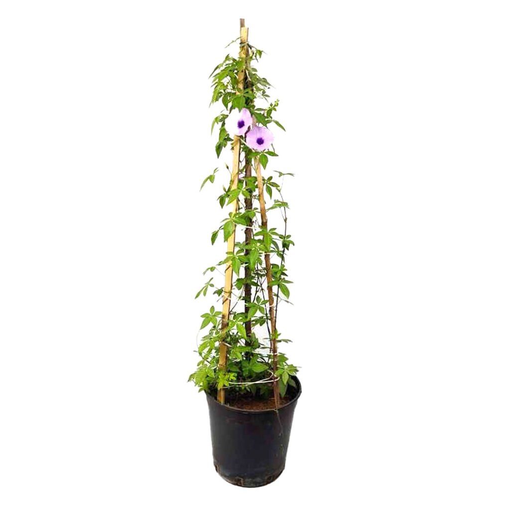 Ipomoea cairica
