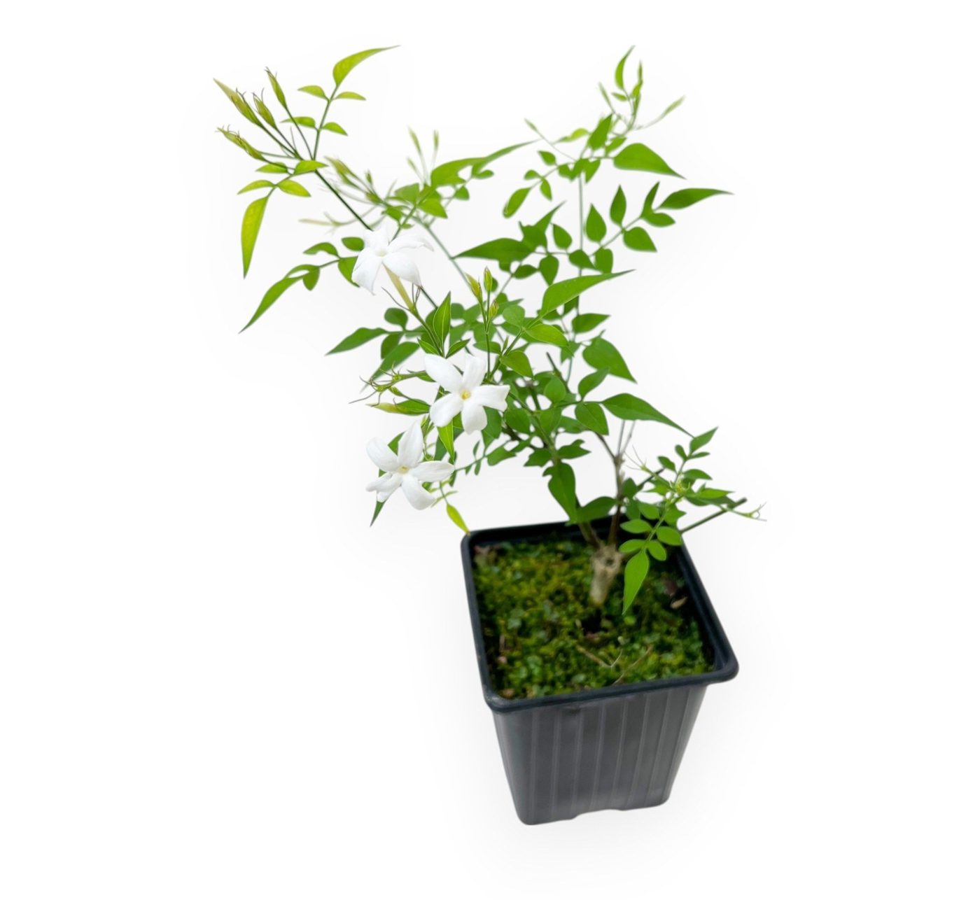 Jasminum officinale