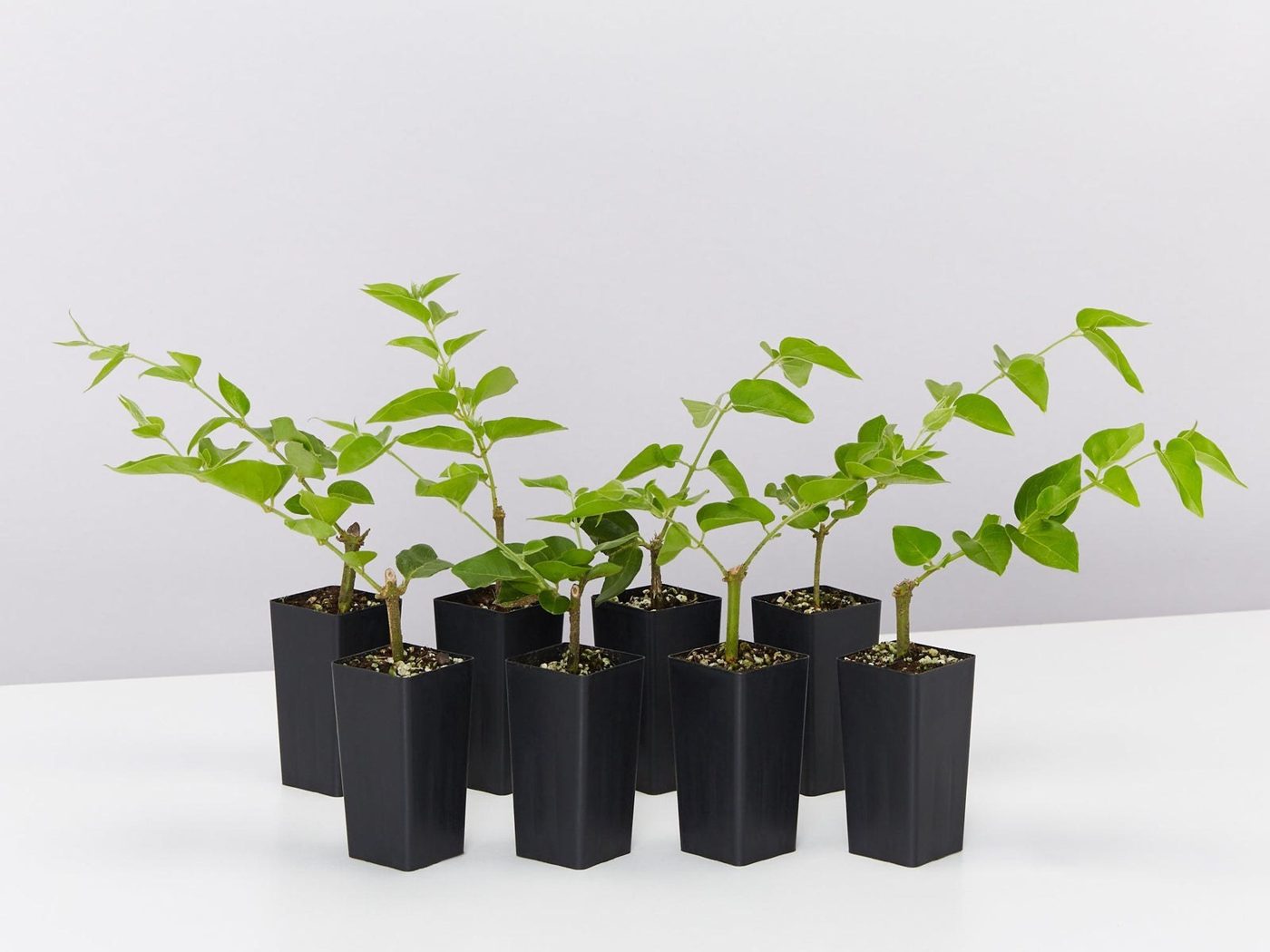 Jasminum sambac