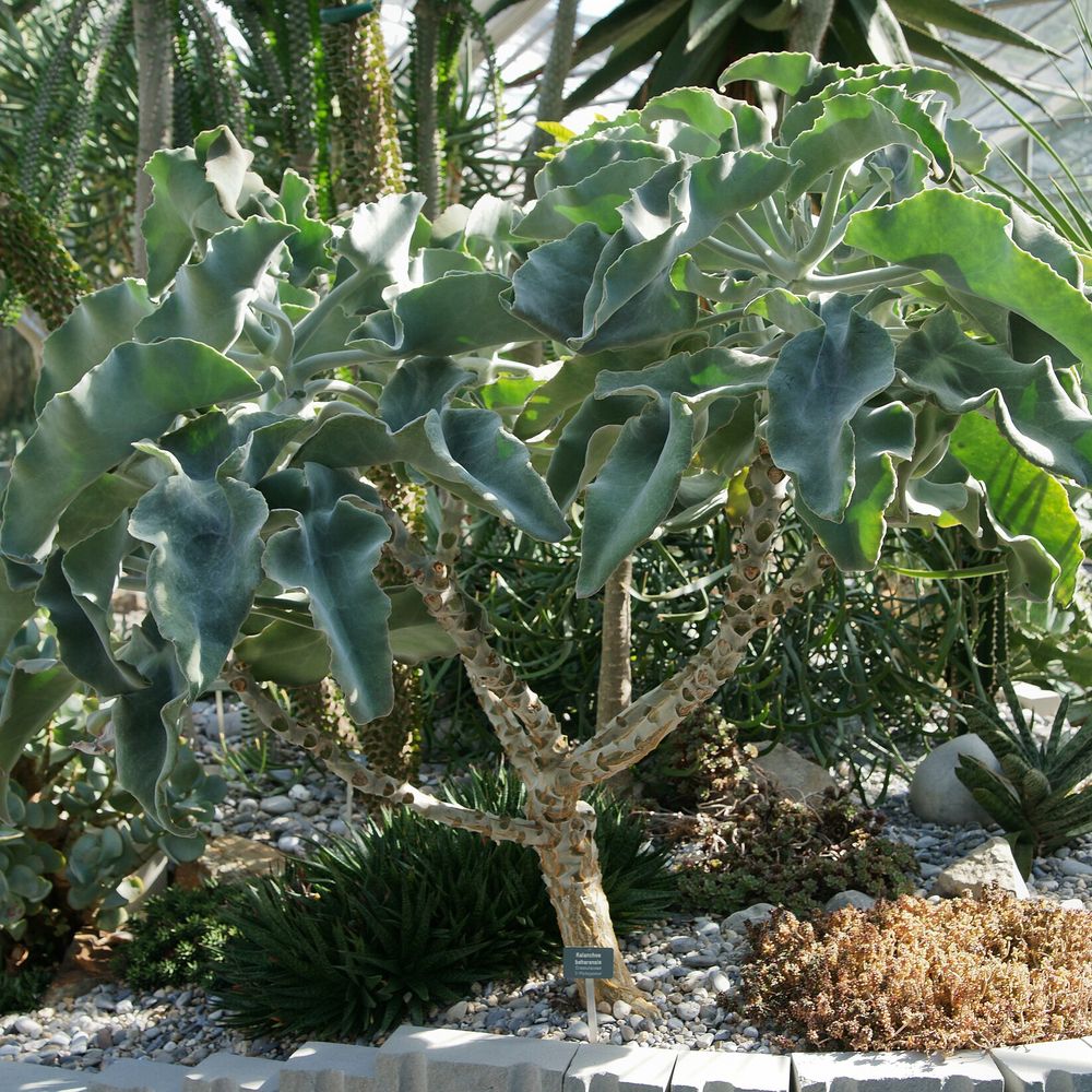 Kalanchoe beharensis