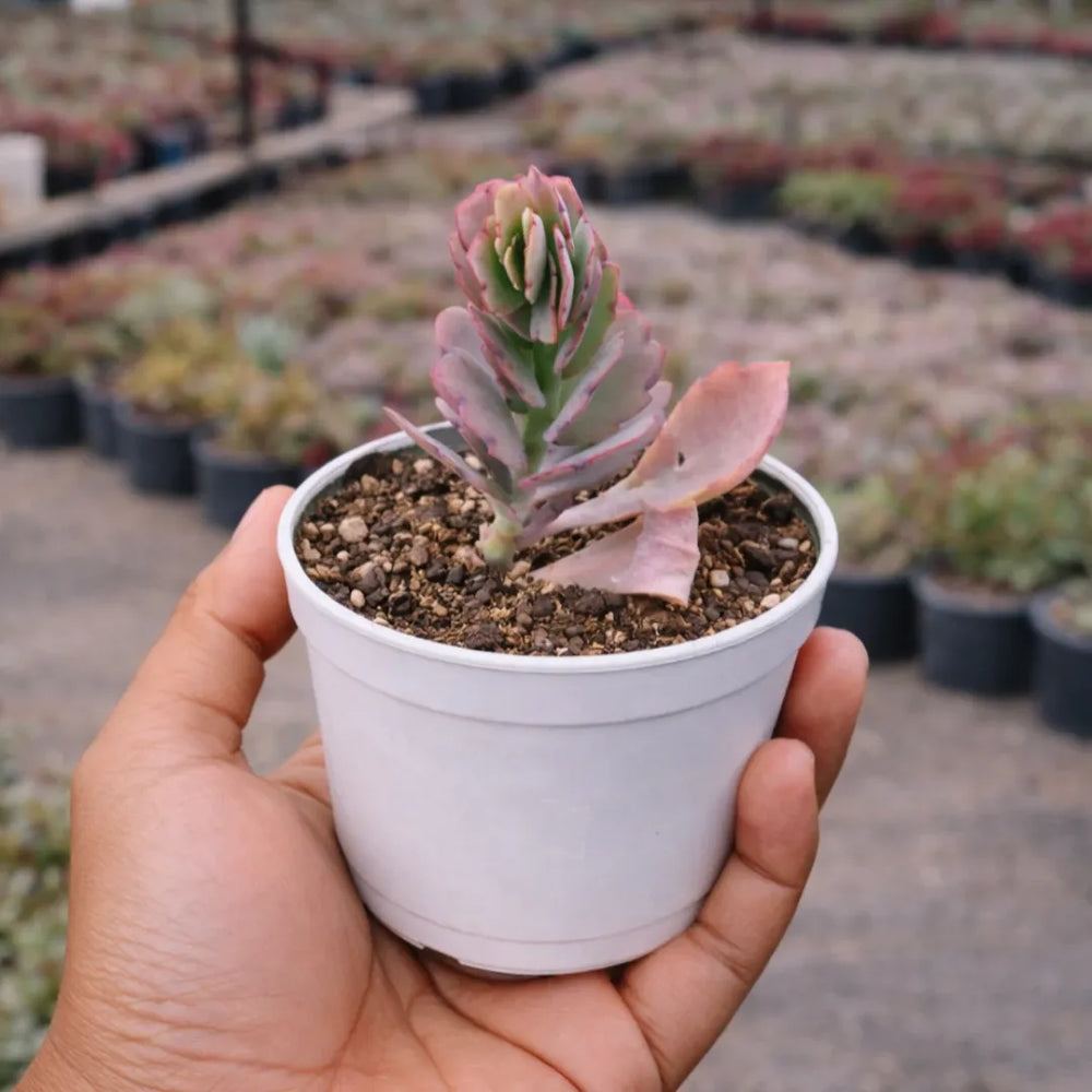 Kalanchoe fedtschenkoi