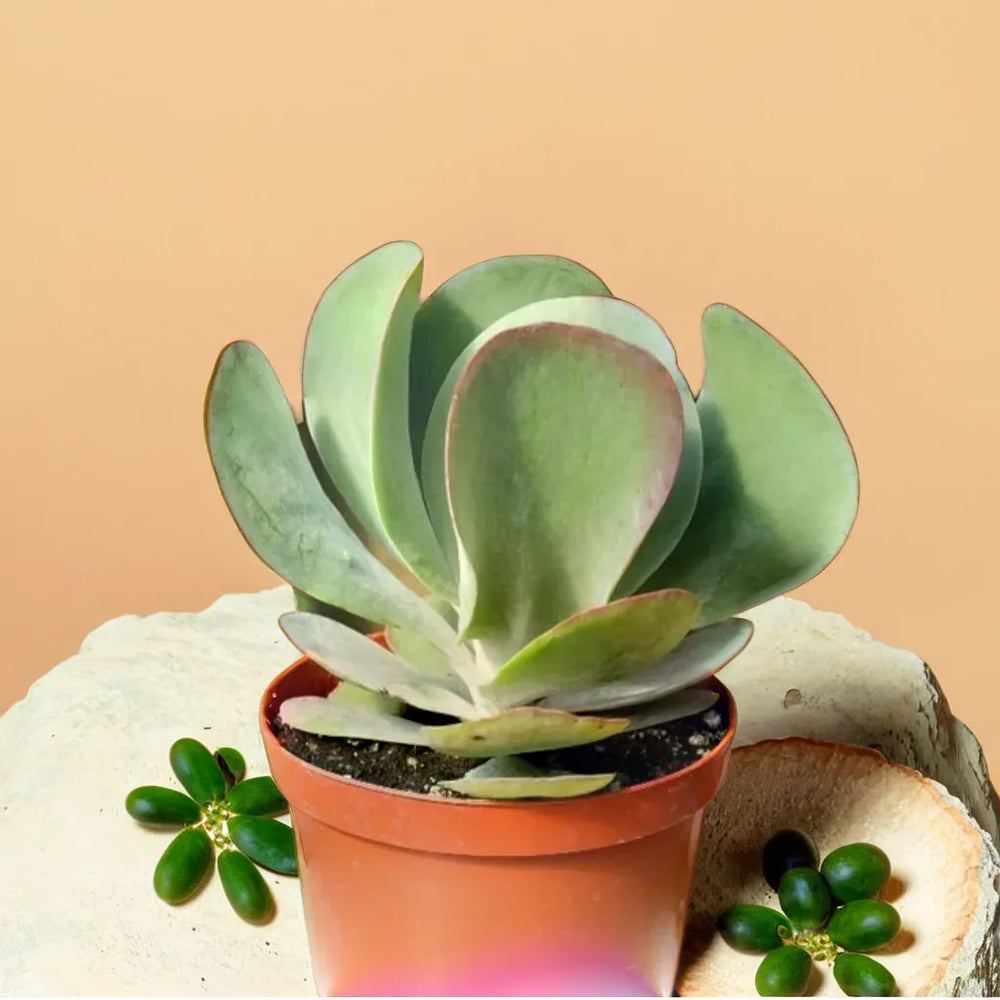 Kalanchoe luciae