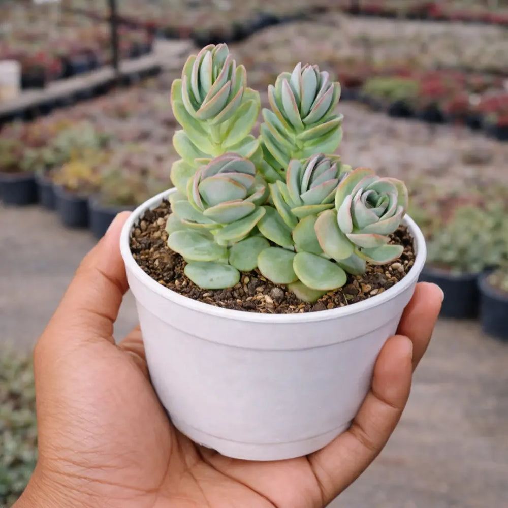 Kalanchoe marnieriana