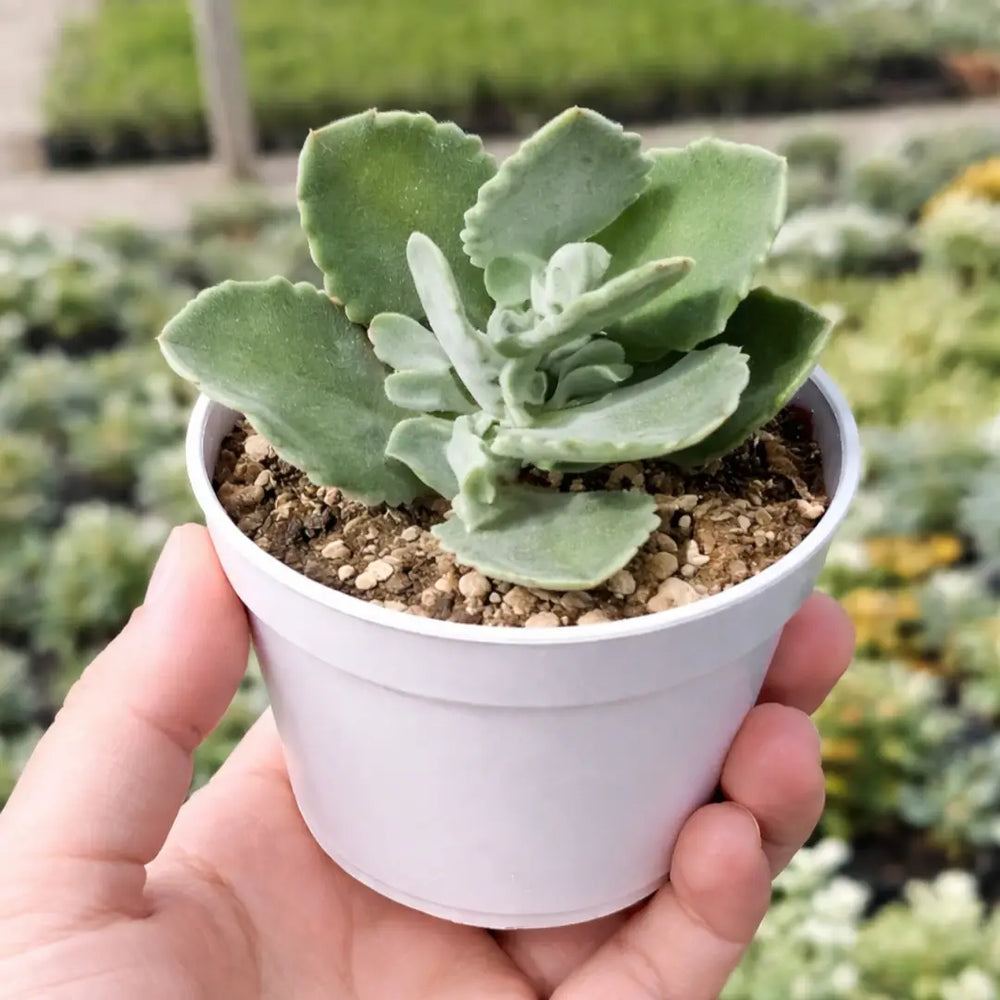 Kalanchoe millotii