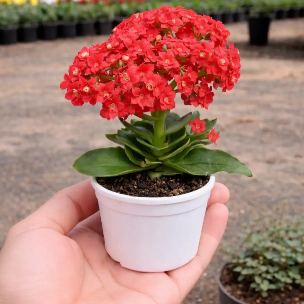 Kalanchoe blossfeldiana