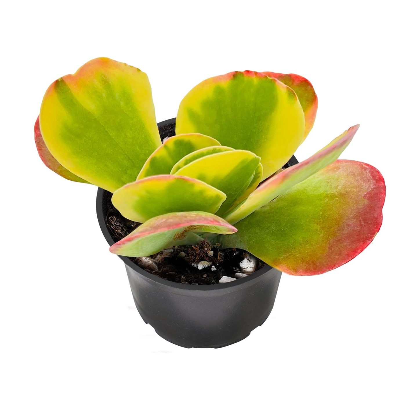 Kalanchoe thyrsiflora