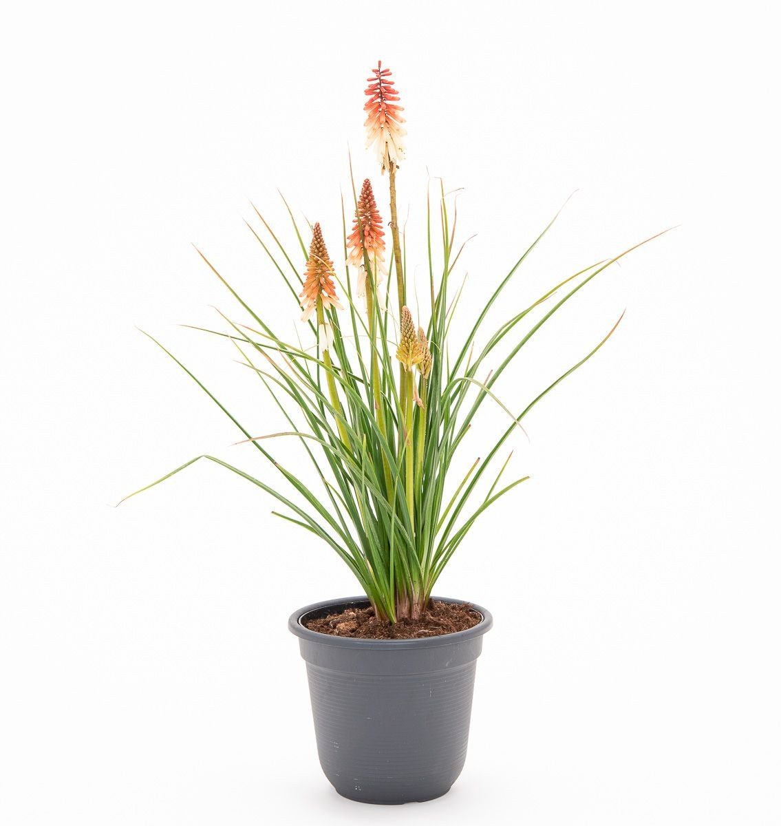 Kniphophia uvaria
