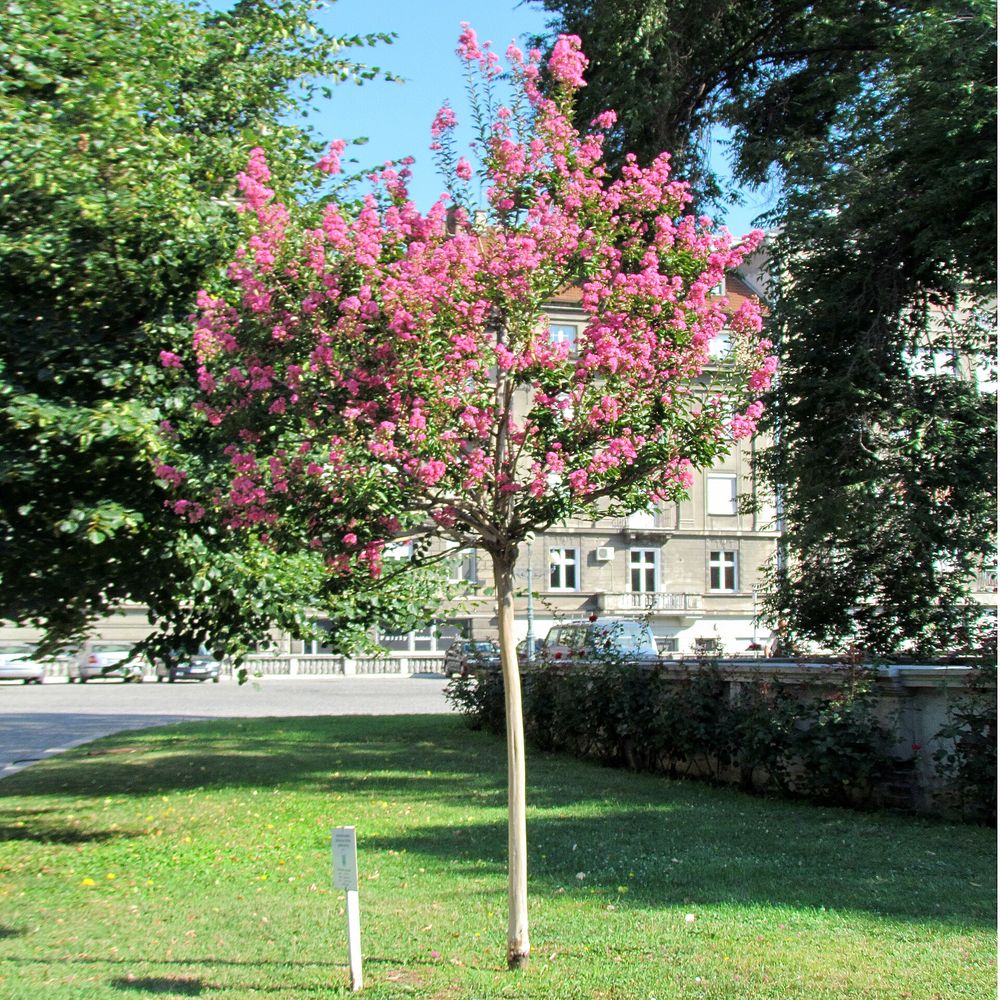 Lagerstroemia indica