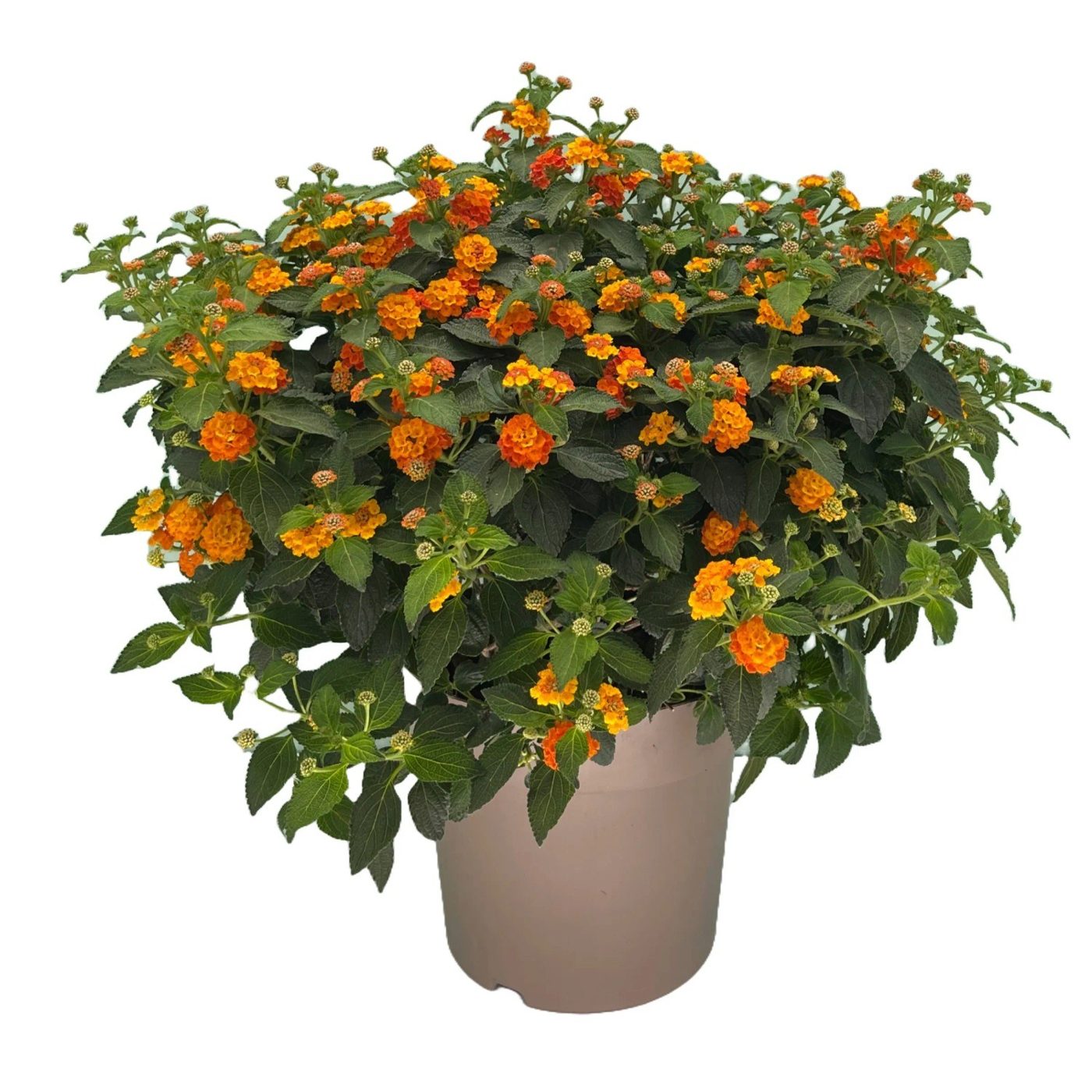 Lantana camara