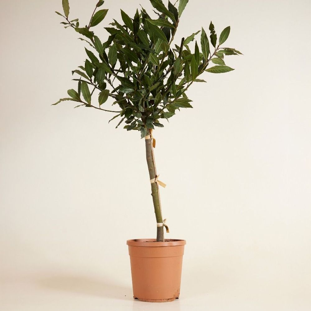 Laurus nobilis