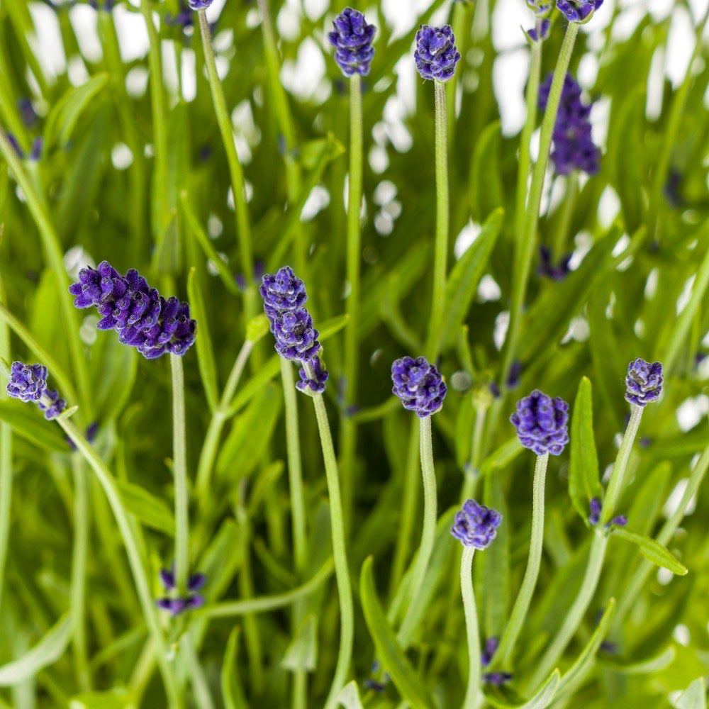 Lavandula angustifolia