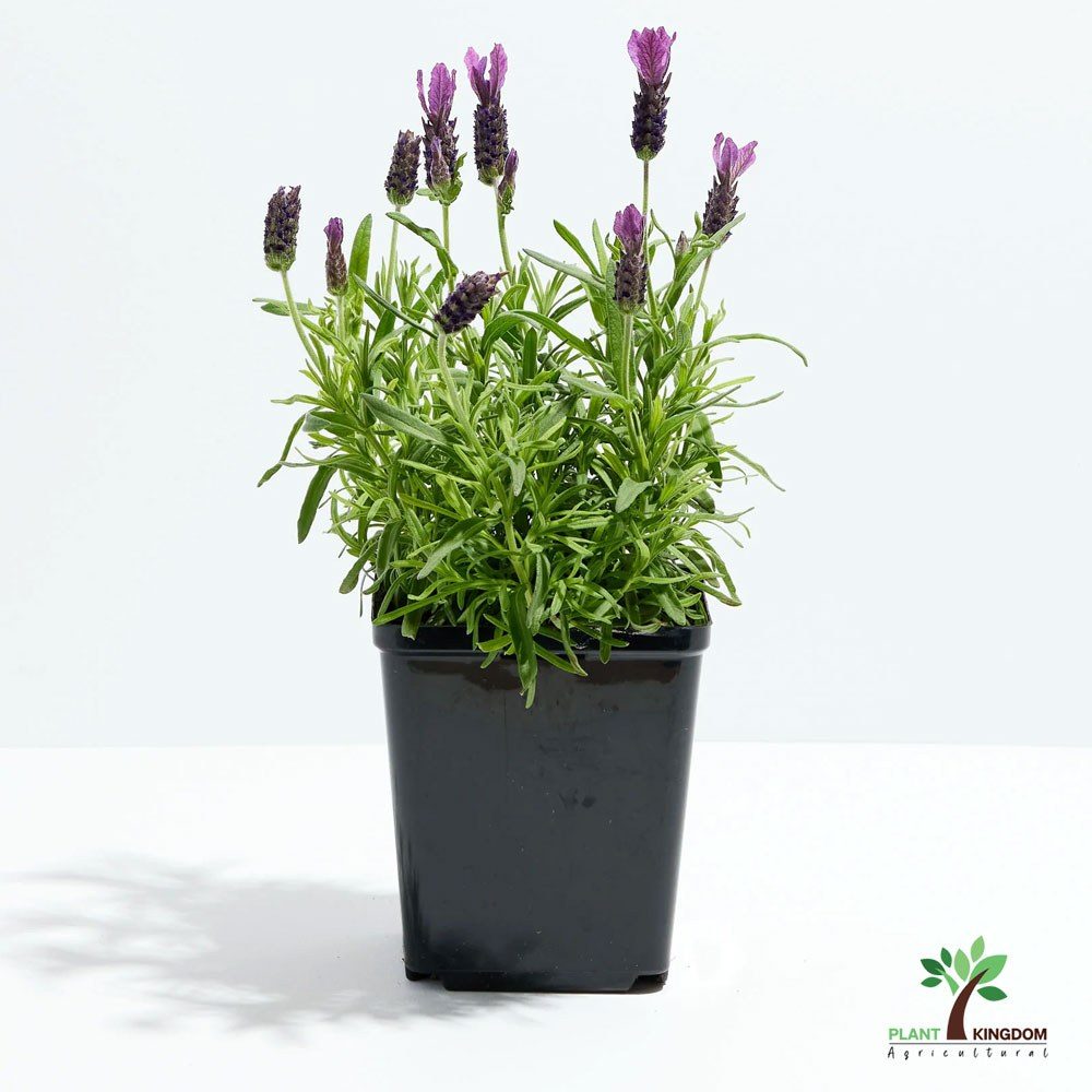 Lavandula dentata
