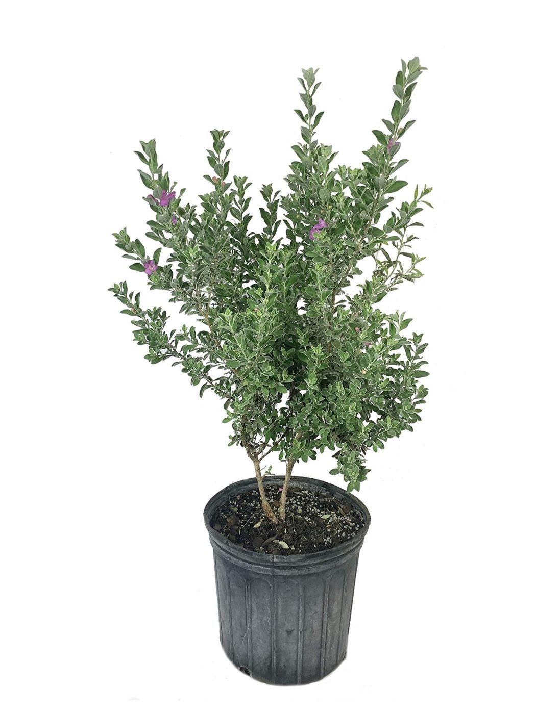 Leucophyllum frutescens