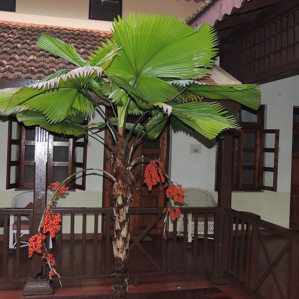 Licuala grandis