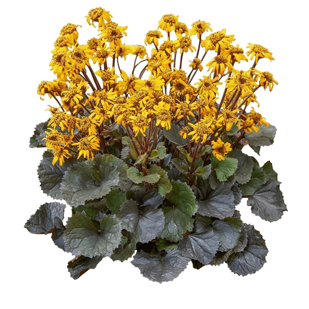 Ligularia dentata