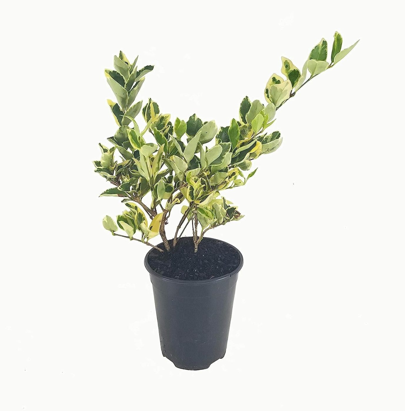 Ligustrum japonicum