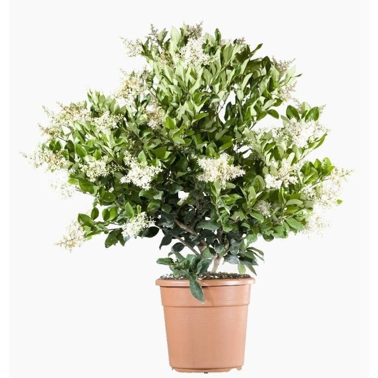 Ligustrum lucidum 'variegatum'