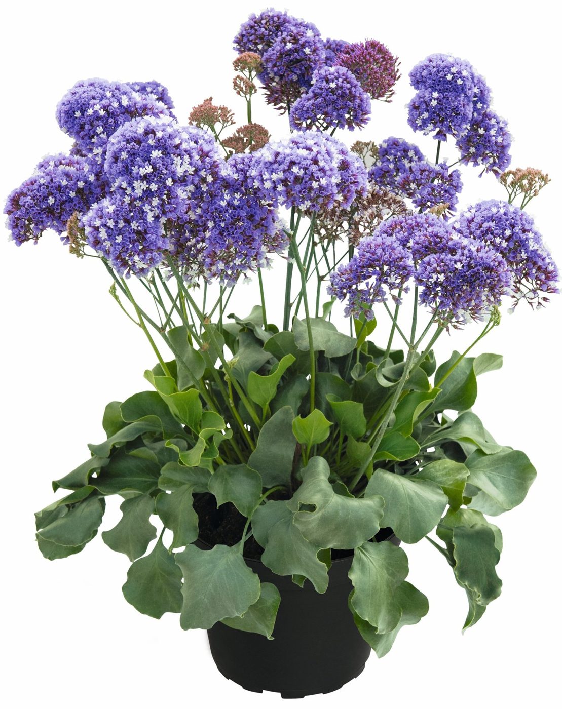 Limonium perezii