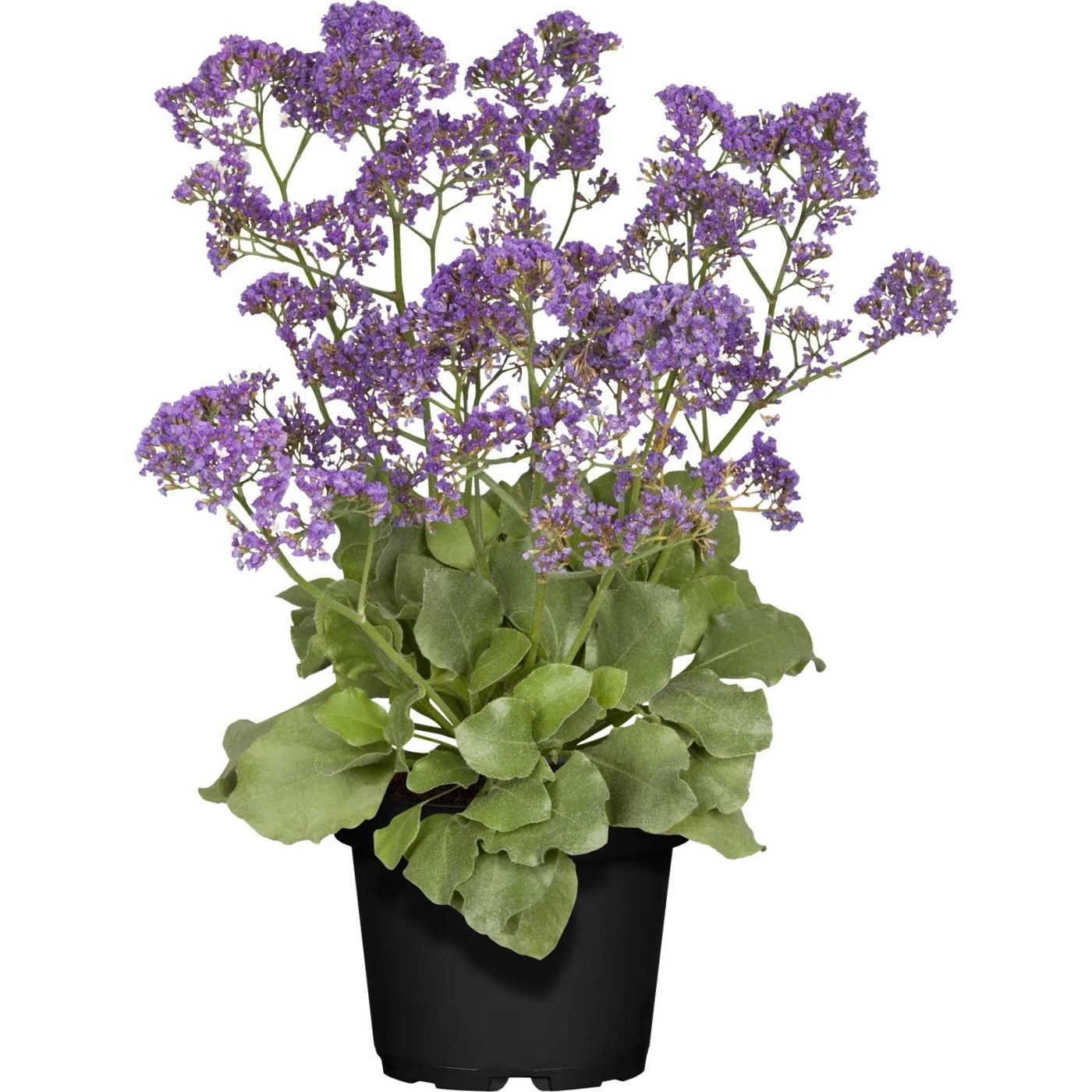 Limonium sinuatum