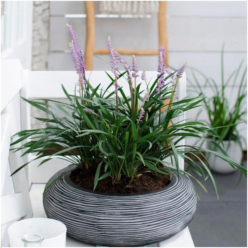 Liriope muscari ‘Ingwersen’