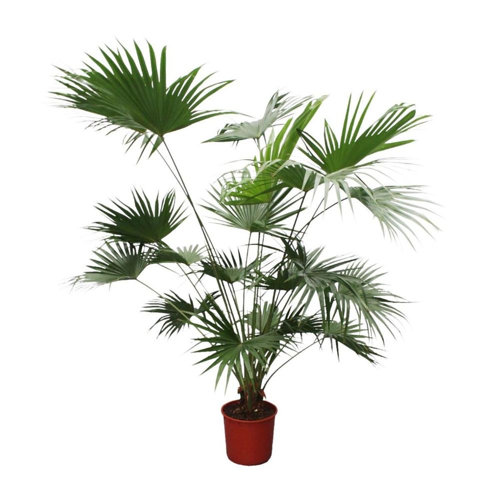 Livistona chinensis