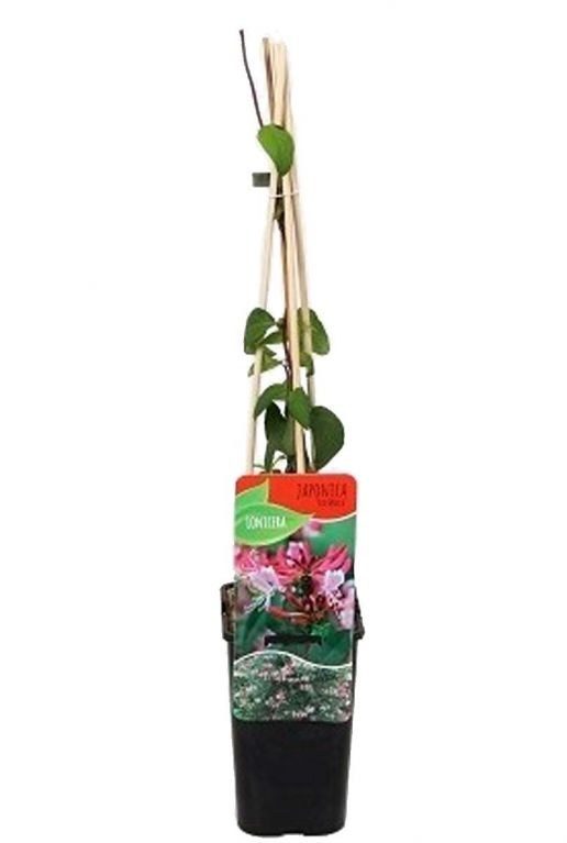 Lonicera japonica