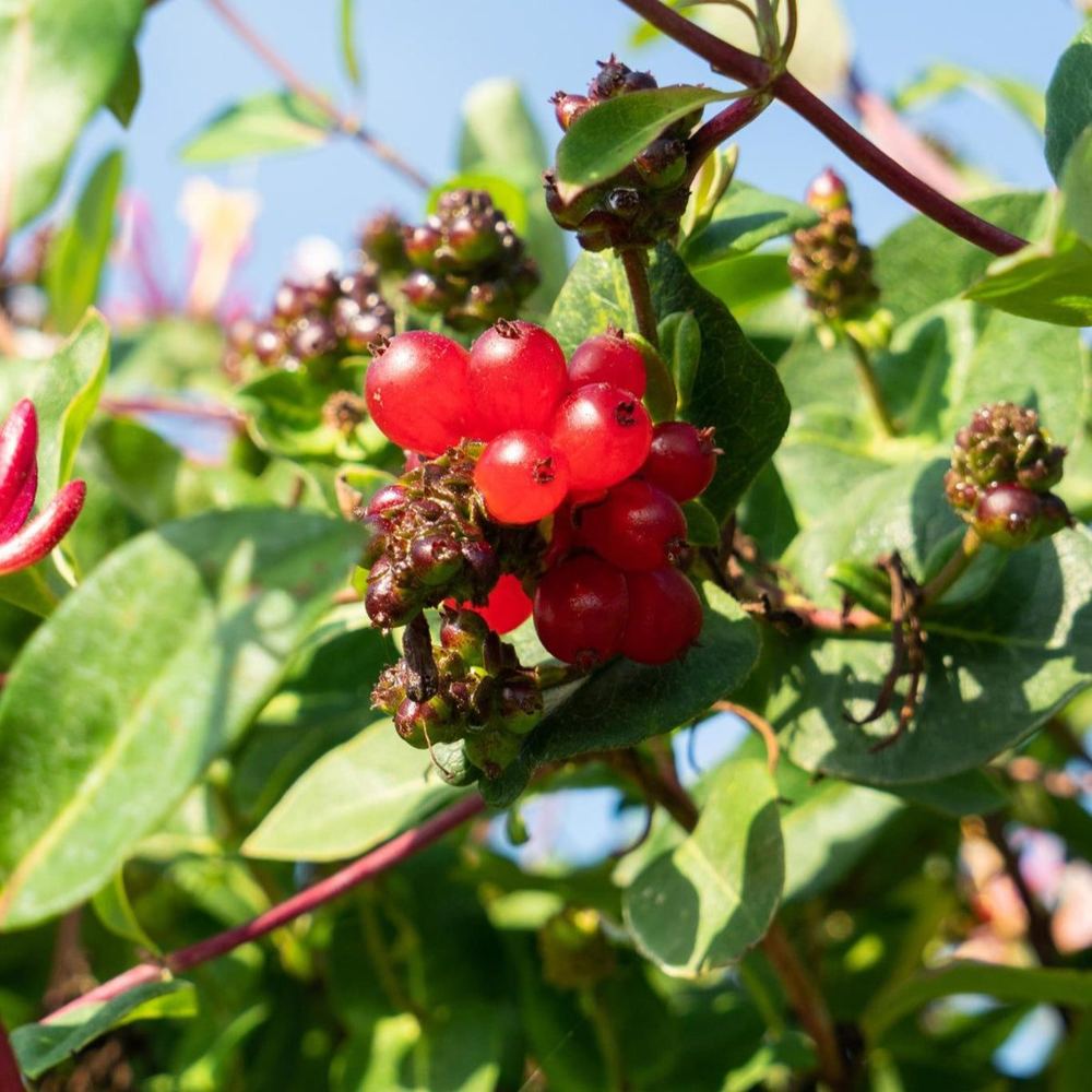 Lonicera periclymenum 'Serotina'