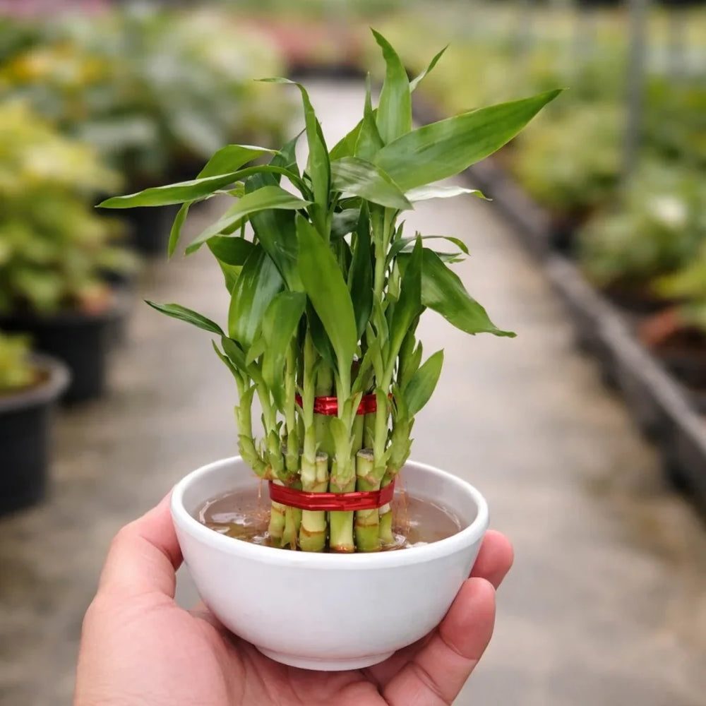 Dracaena sanderiana