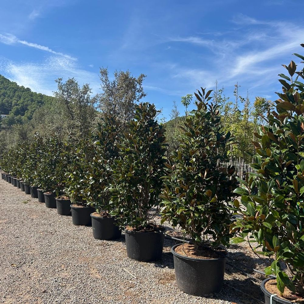 Magnolia grandiflora