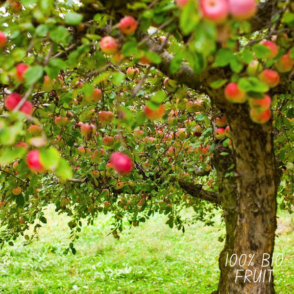 Malus domestica