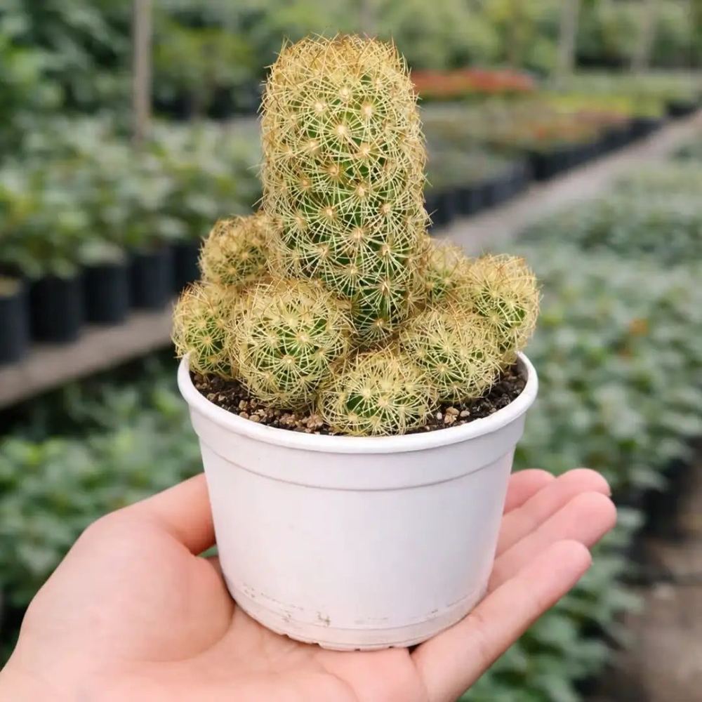 Mammillaria elongata