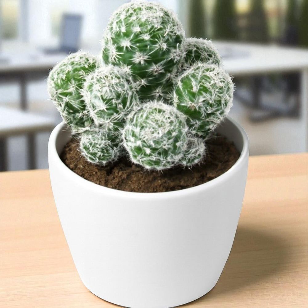 Mammillaria gracilis subsp. fragilis