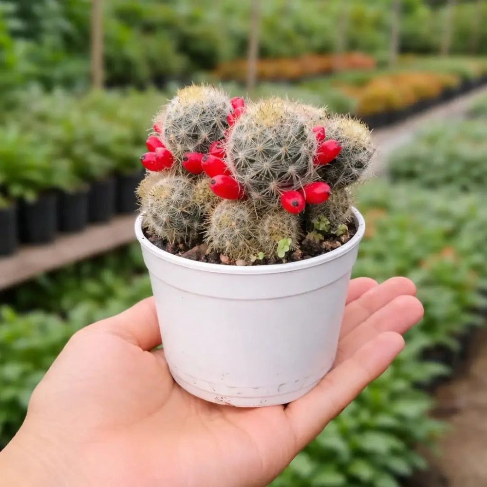Mammillaria prolifera