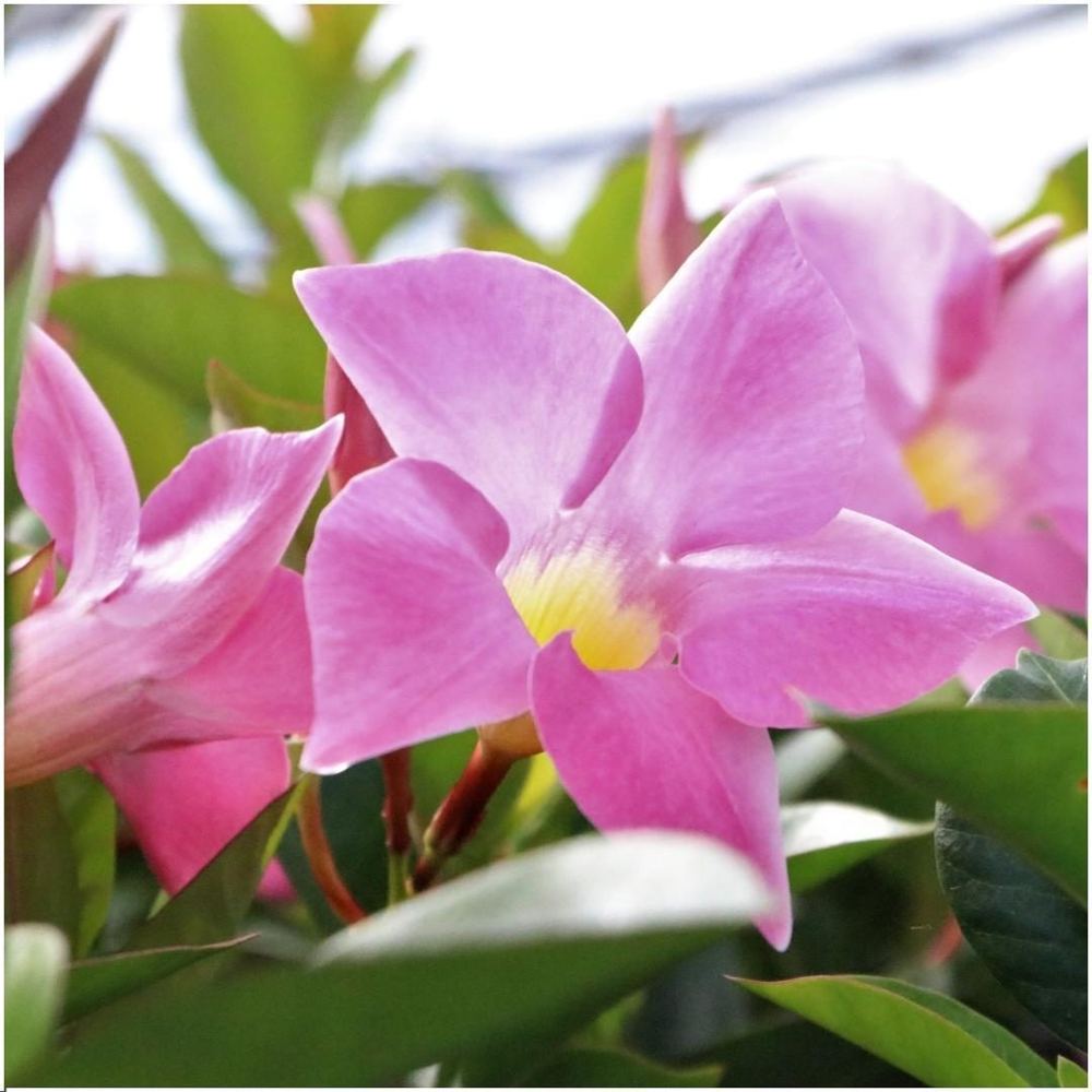 Mandevilla sanderi