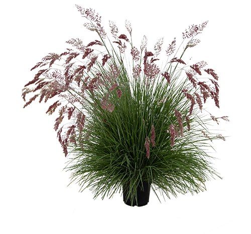 Melinis nerviglumis