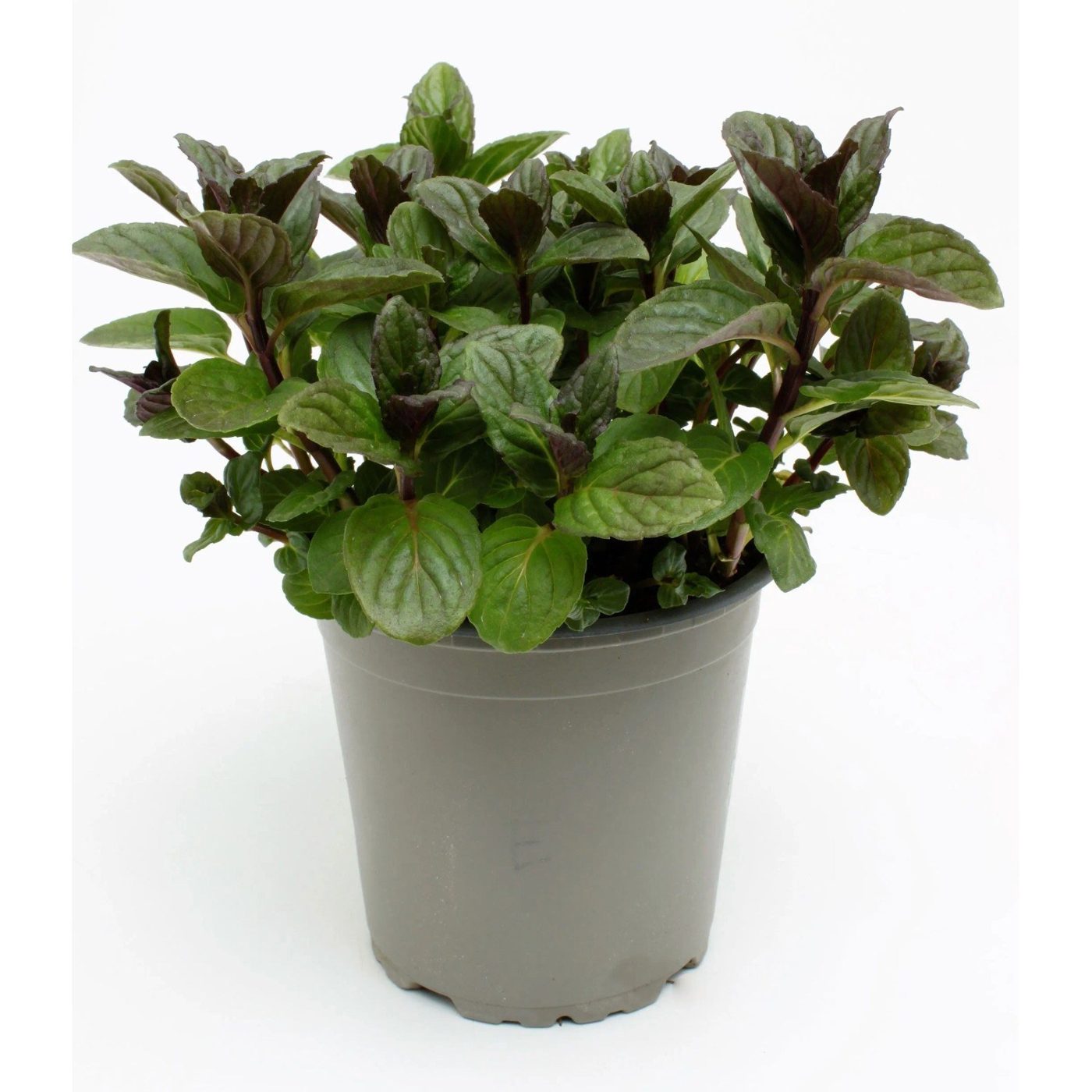Mentha piperita