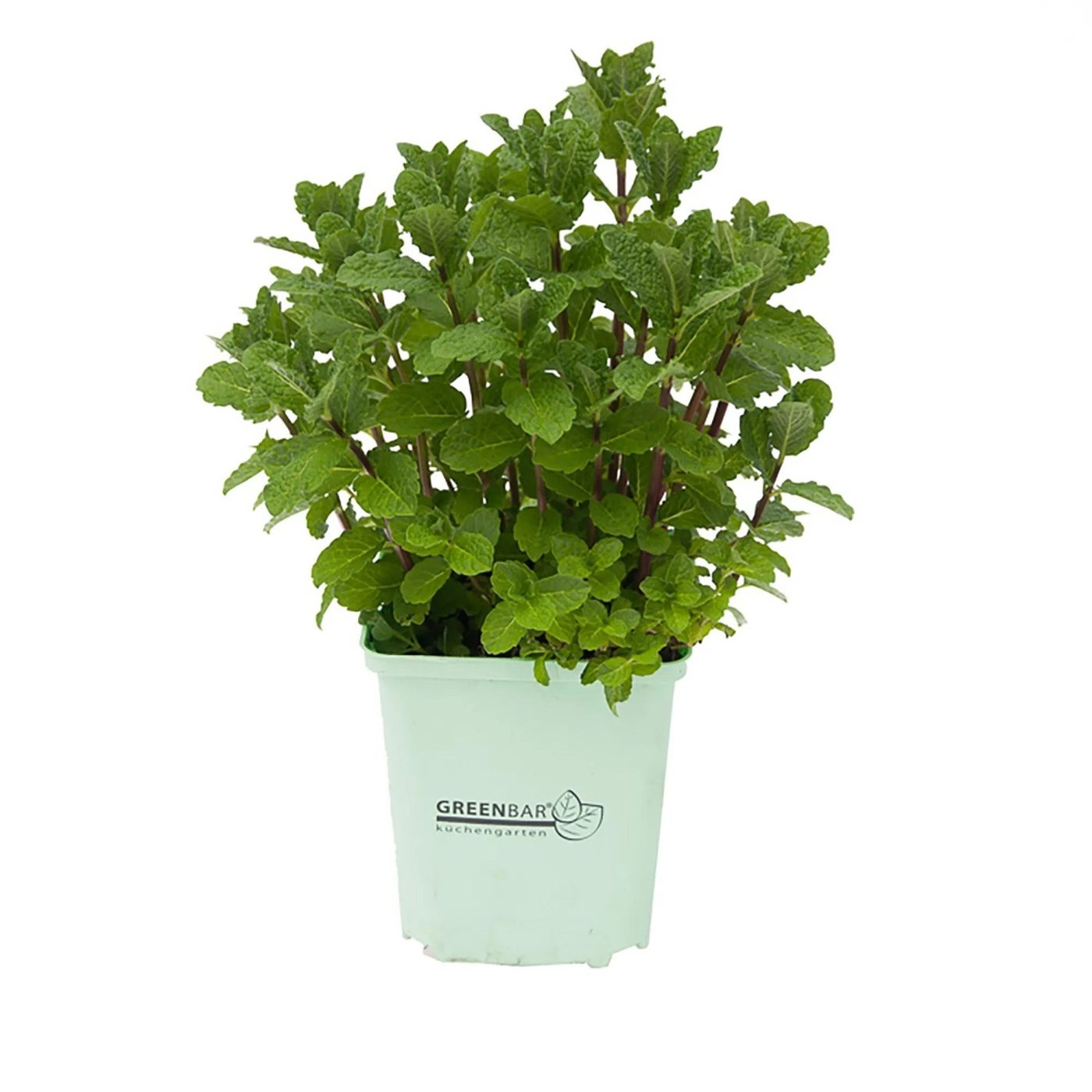 Mentha spicata