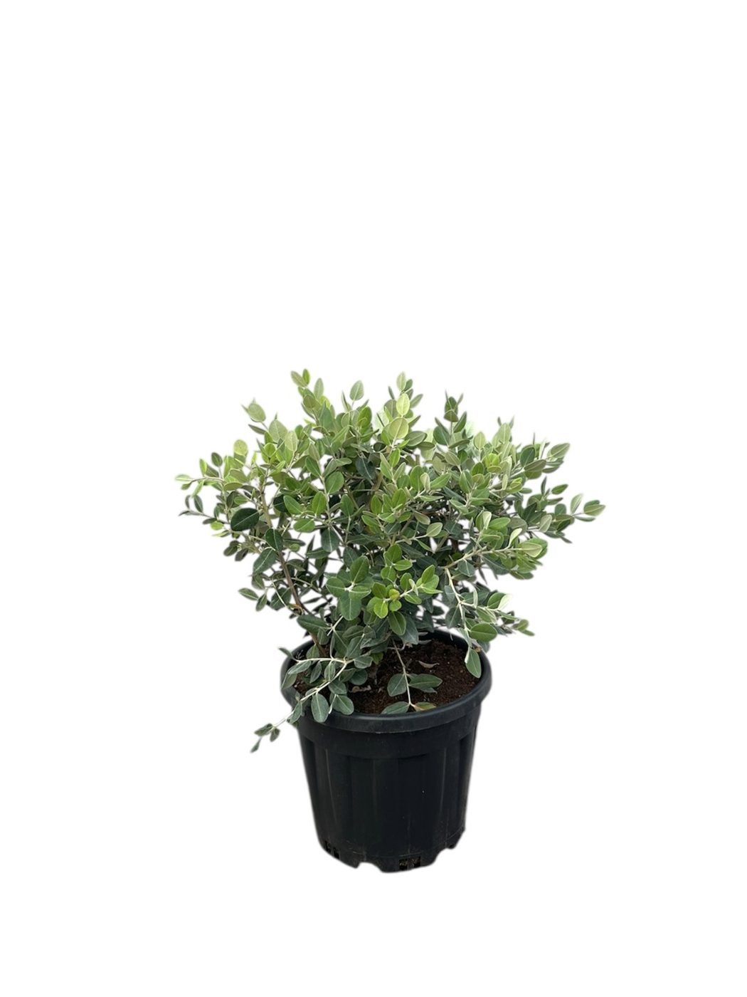 Metrosidoros excelsa