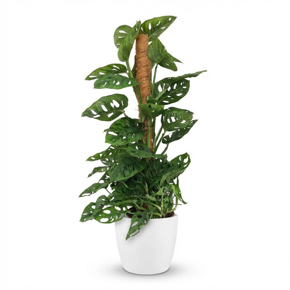 Monstera adansonii