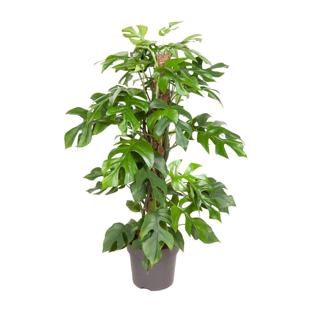 Rhaphidophora tetrasperma