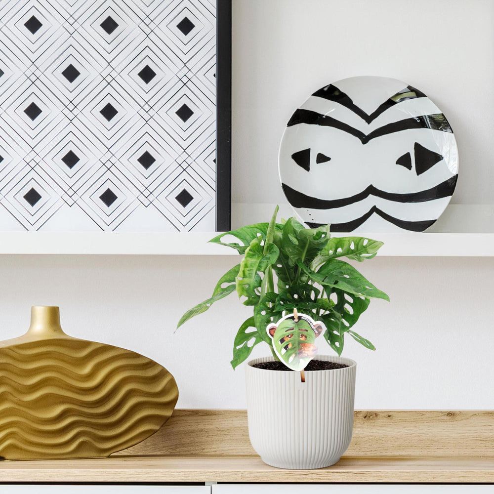 Monstera obliqua
