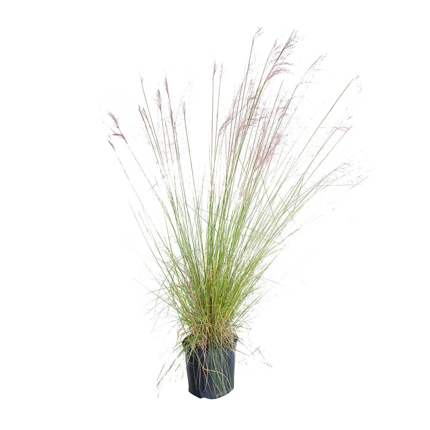 Muhlenbergia capillaris