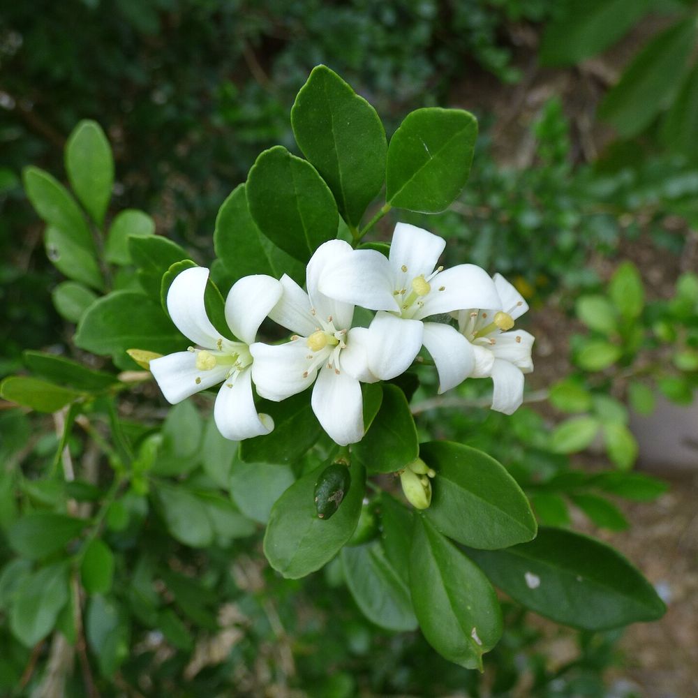 Murraya paniculata